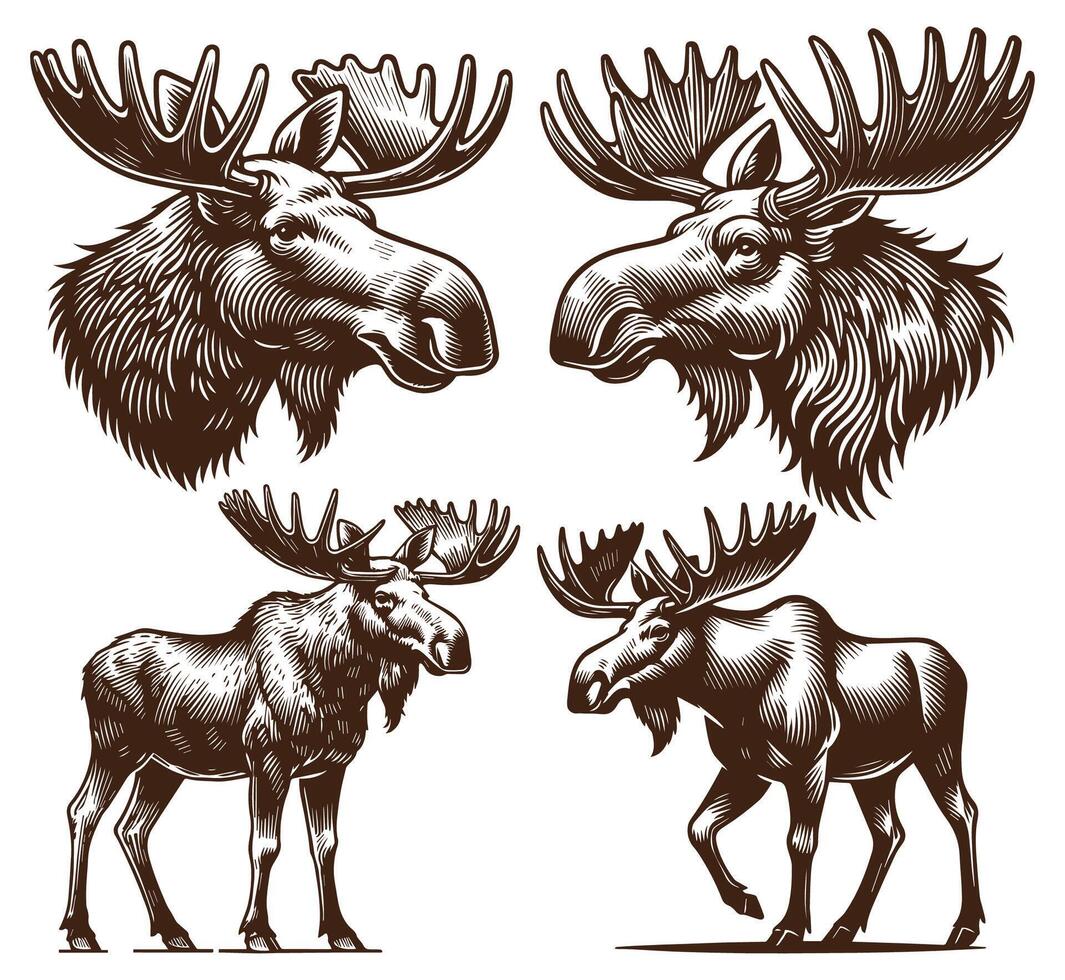 Moose Drawing Design vector