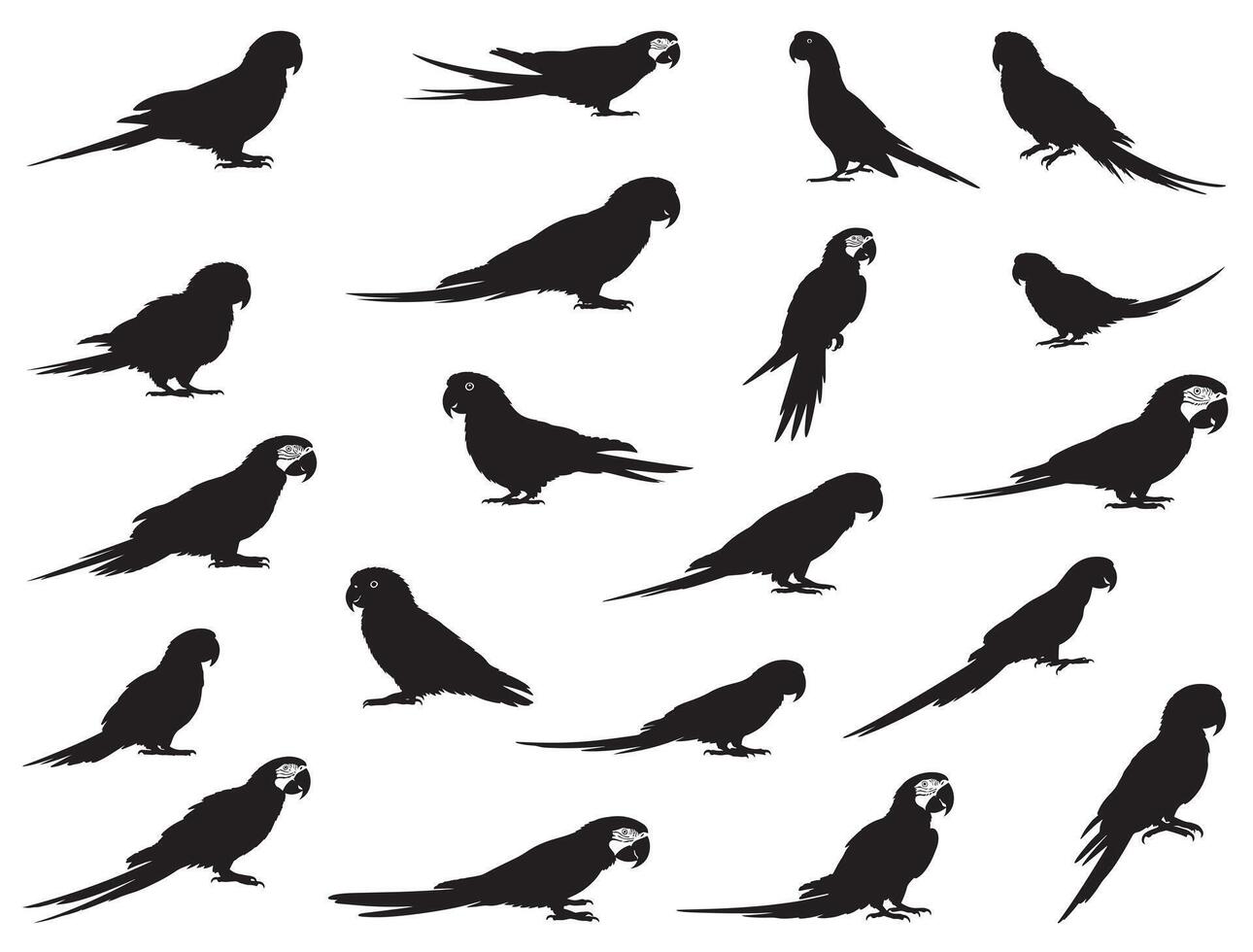 PARROTS SILHOUETTE WHITE BACKGROUND vector
