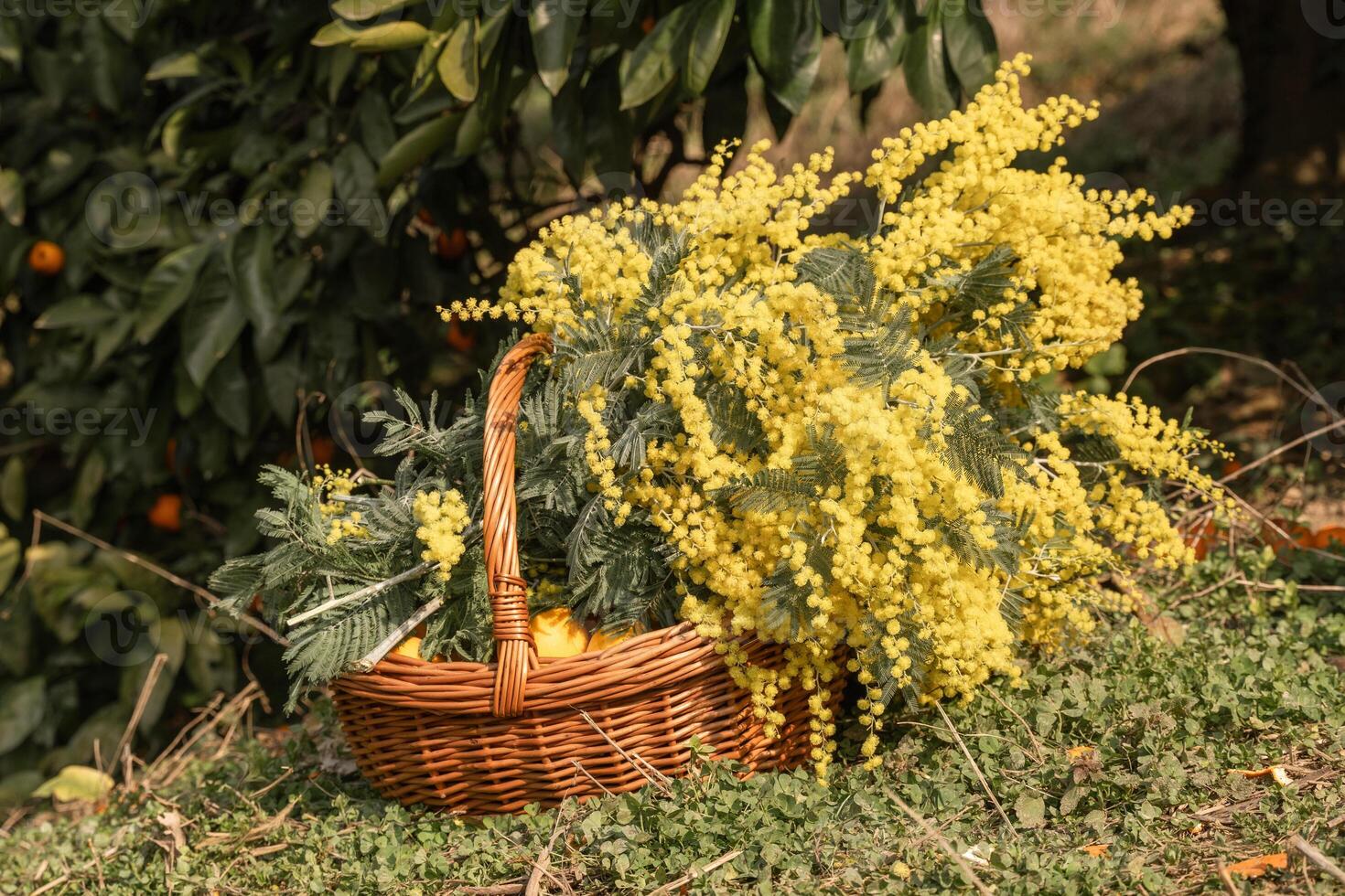 Mimosa Basket Oranges Harvesting. Springtime citrus orchard, gathering yellow flowers, wicker basket. photo