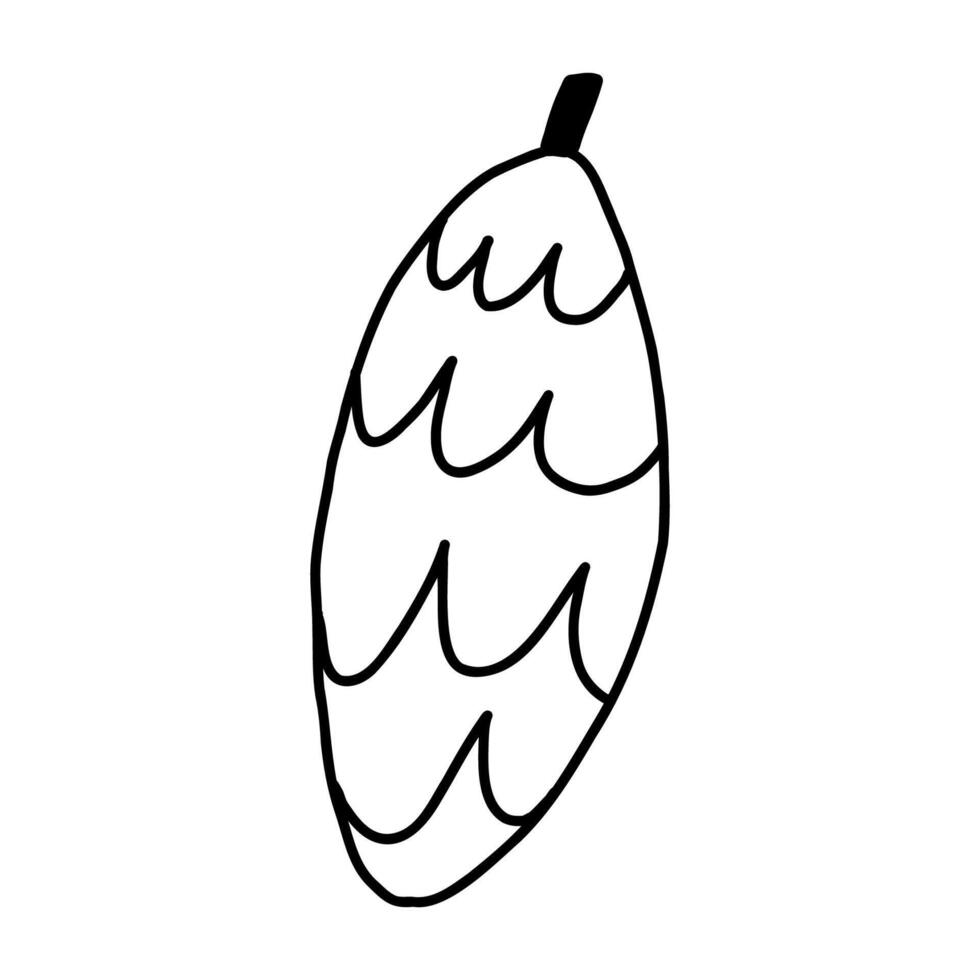 Pine cone in cute cartoon doodle style, illustration isolated on white background. Hand drawn pine cone in outline. vector