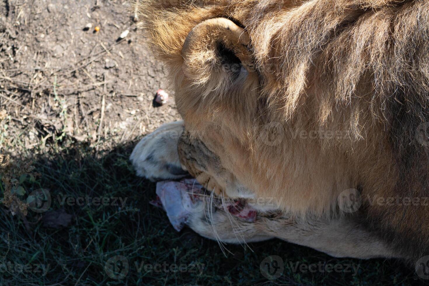 Lion Eating Grass Savanna Wild Close-up of a lion eating grass in the savanna, likely for digestion or nutritional purposes. photo
