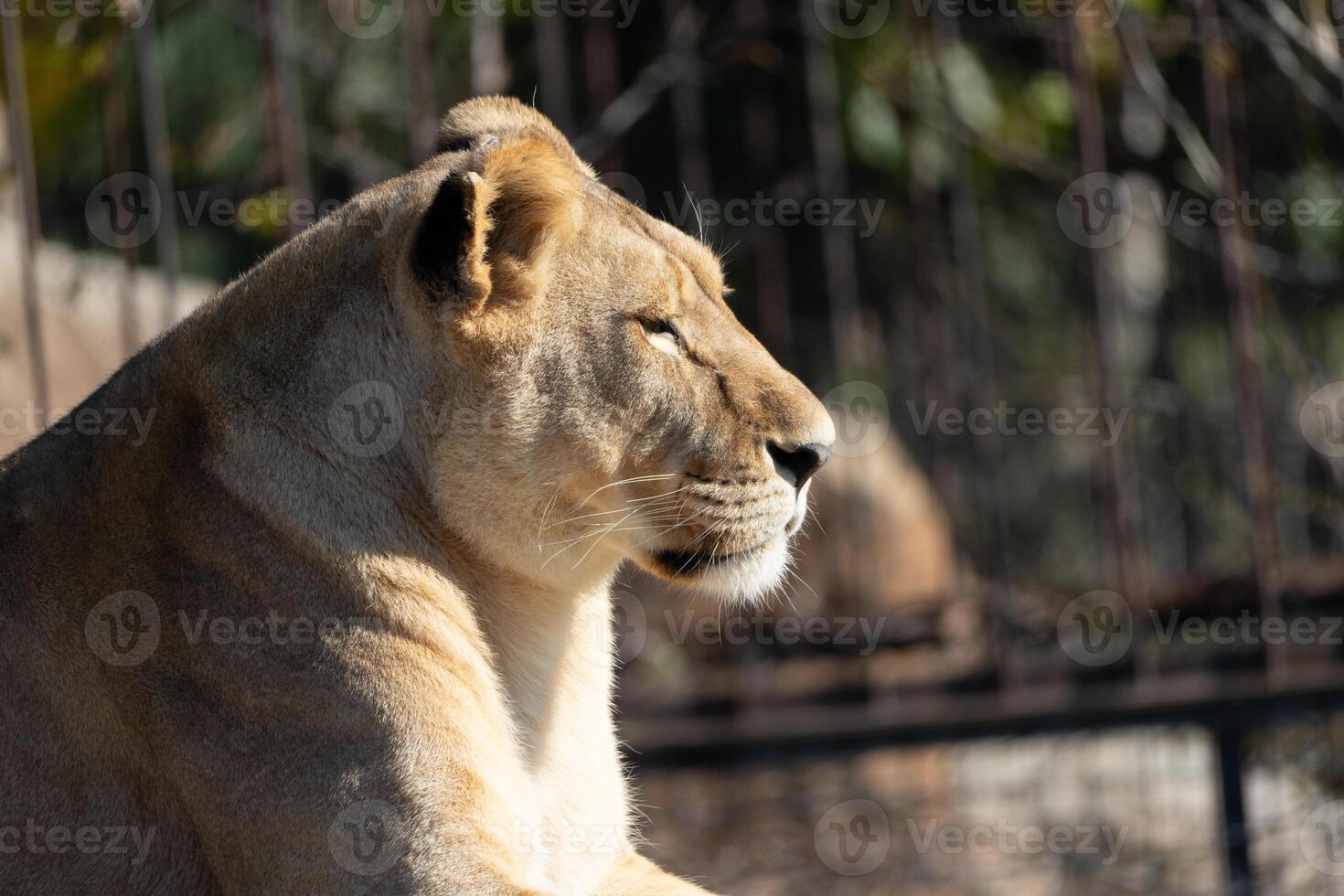 Lioness Zoo Enclosure Wildlife Portrait photo