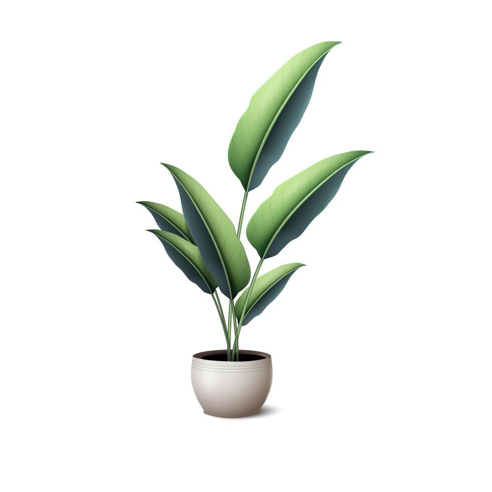 A tropical plant with green succulent leaves in pot with shade on a white background vector