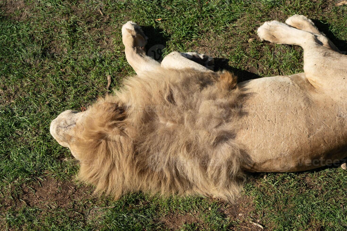 Lion, Grass, Sunbathing. A lion lays on its back in a grassy field, basking in the sun. photo
