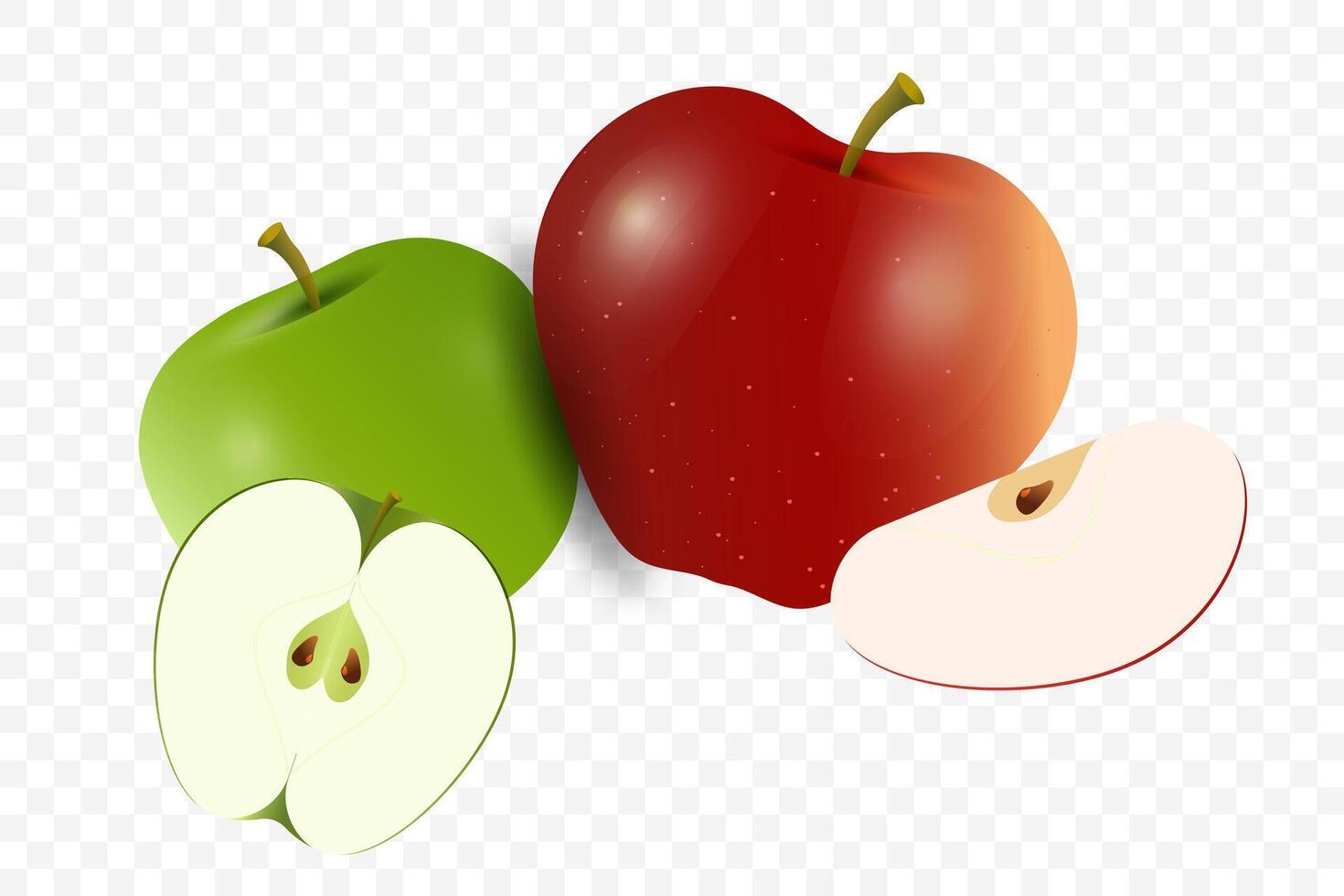 A fresh red apple and a green apple sit together, accompanied by two apple slices revealing their crisp white interiors and seeds. fruits banner concepts vector