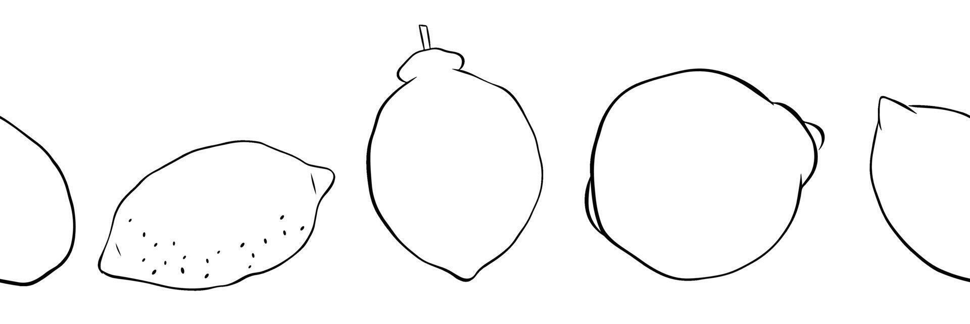 Lemon whole citric fruits seamless horizontal border. Hand drawn graphic line ink illustration of limes. Sketch black and white illustration. Banner for menu, package, cosmetic, textile, cards vector