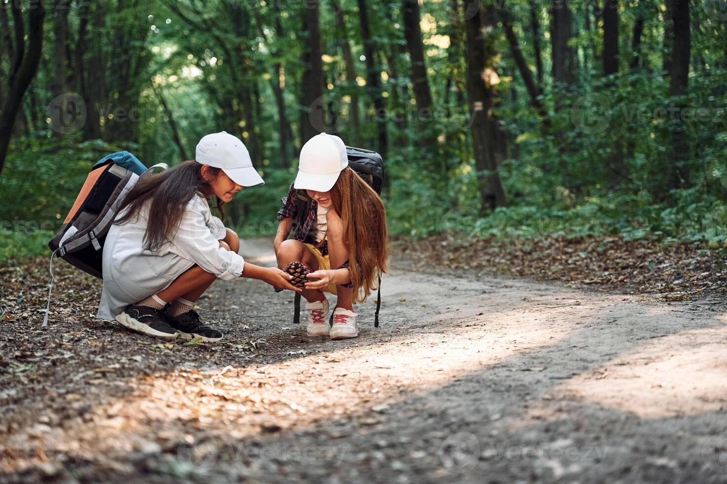 Looking at conifer cone. .Two girls is in the forest having a leisure activity, discovering new places photo