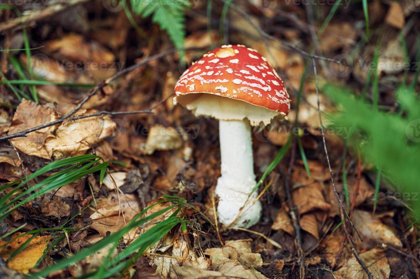 Close up view, of fly agaric mushroom that is on the ground photo