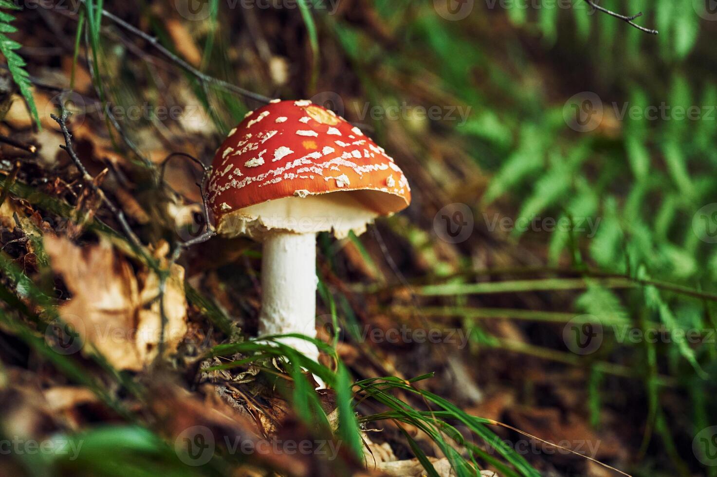 Close up view of, fly agaric mushroom that is on the ground photo