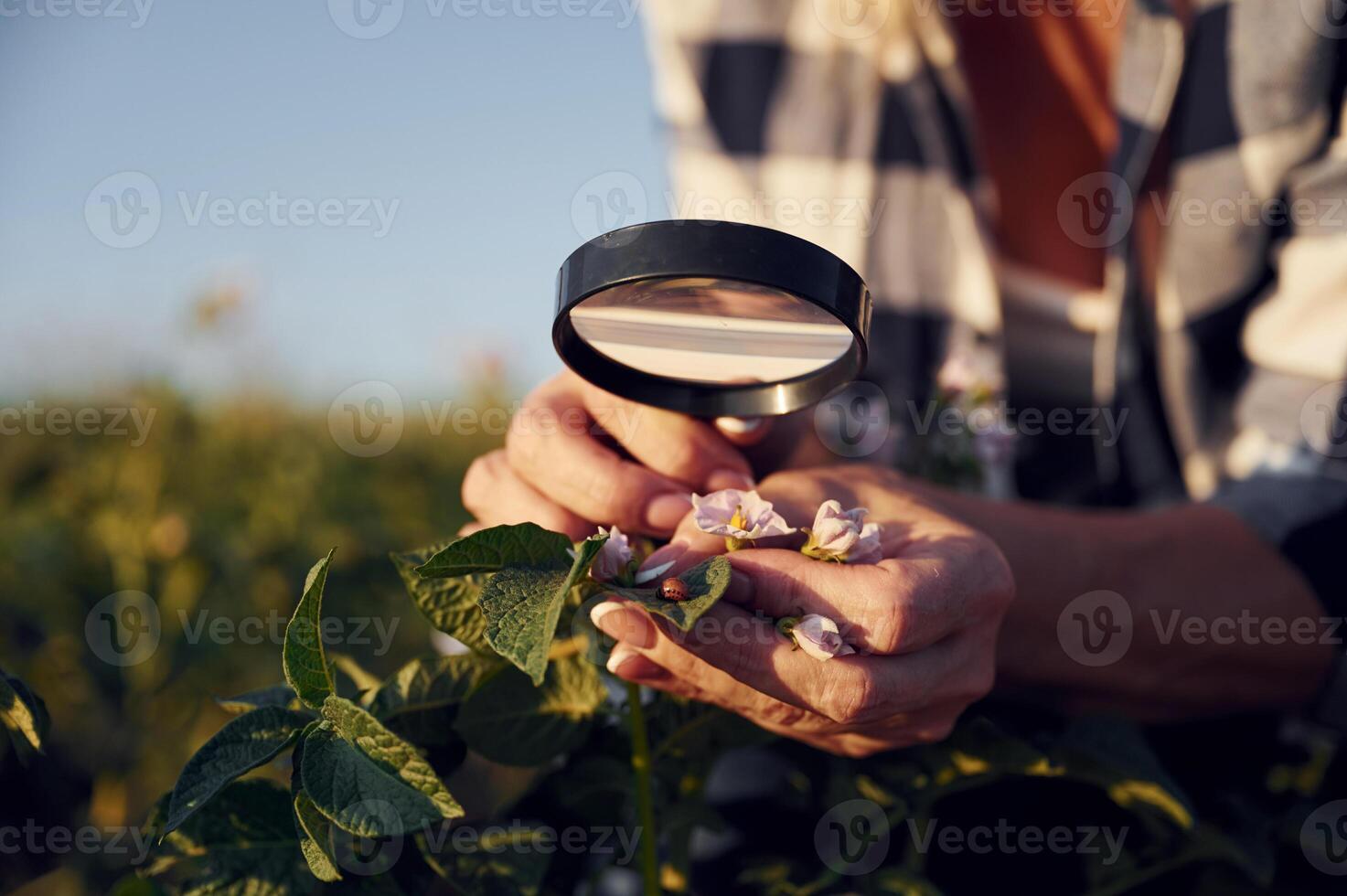 Using ,magnifying glass. Woman is on the agricultural field at daytime photo
