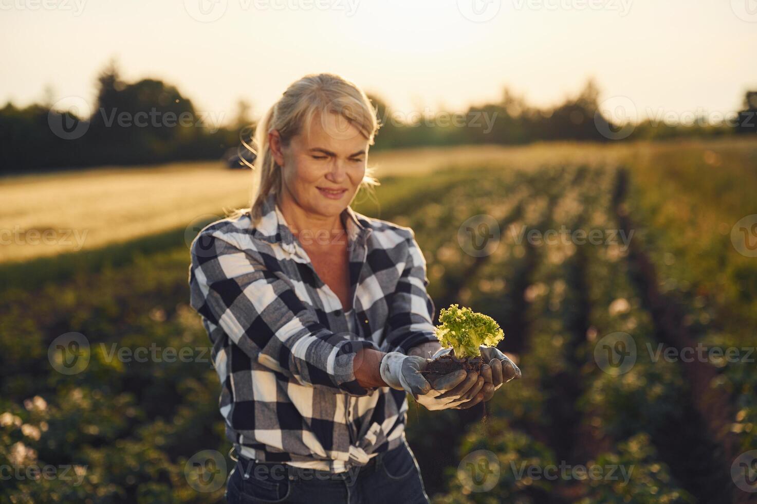 Cauliflower in the hands. Woman is on the agricultural field at daytime, photo