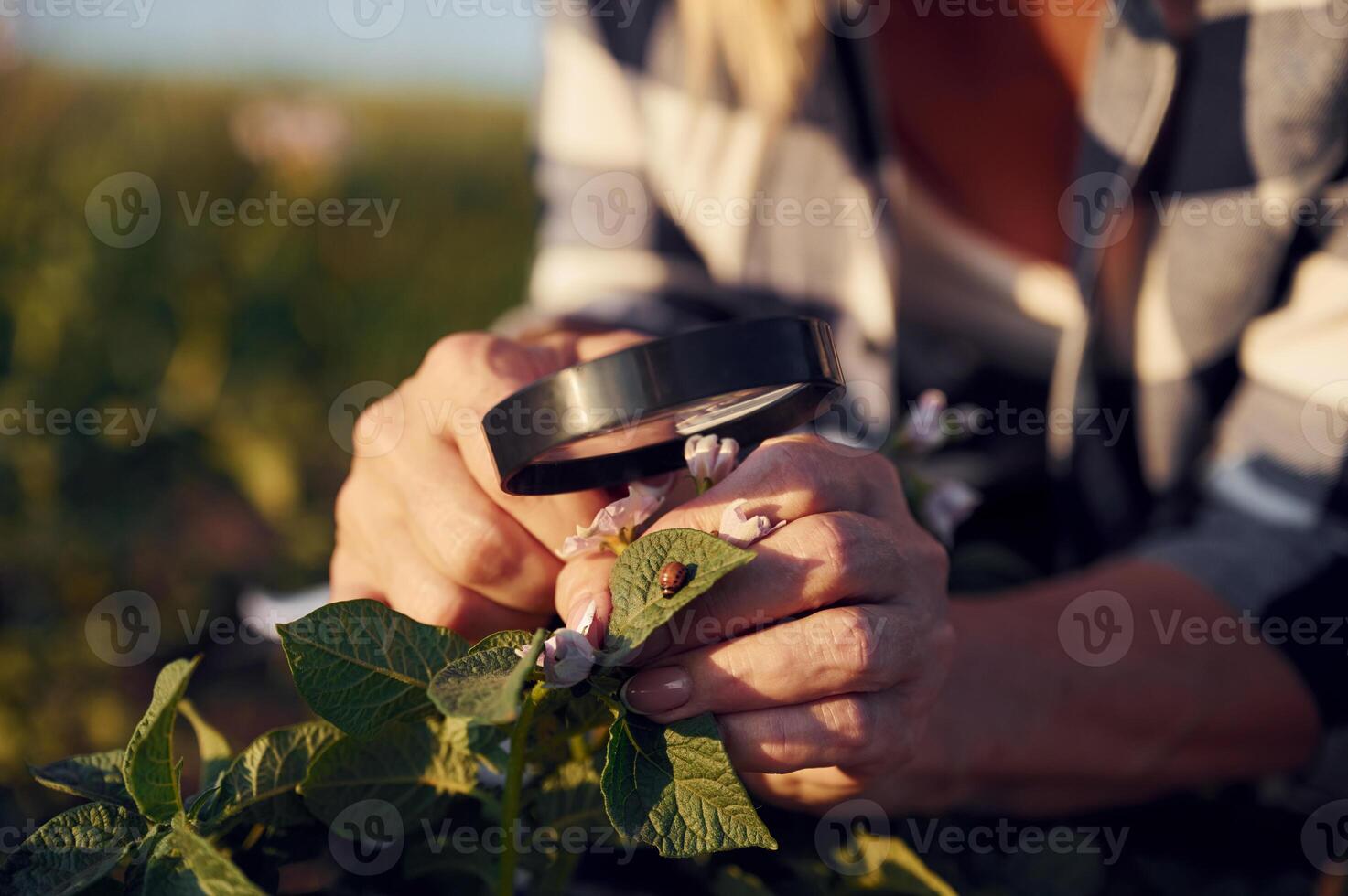 Sitting and looking at, the plants under magnifying glass. Woman is on the agricultural field at daytime photo