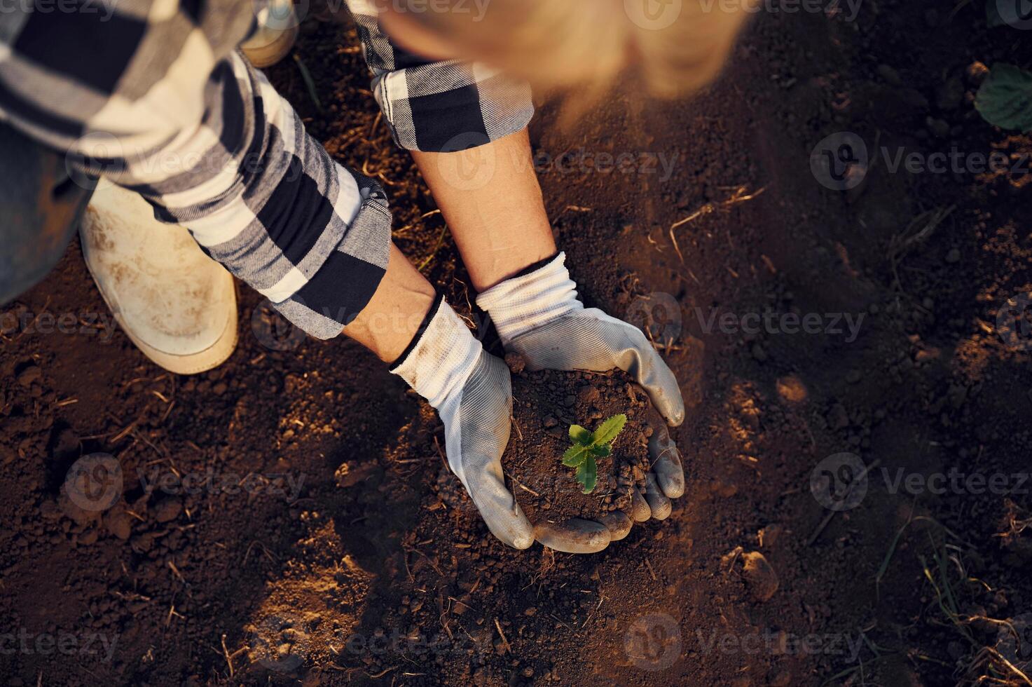 Planting ,an artichoke. Woman, is on the agricultural field at daytime photo