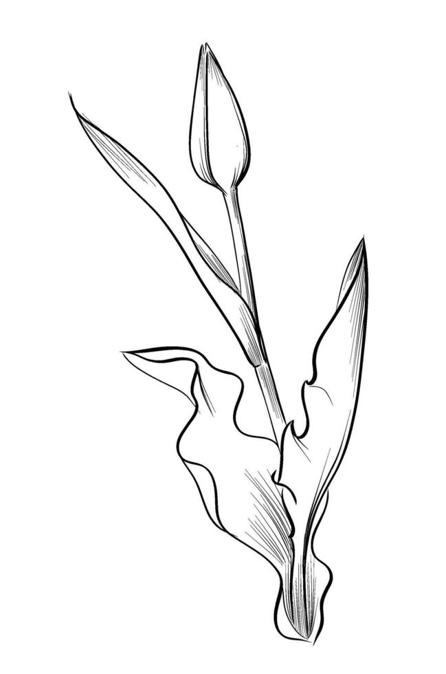 black and white hand-drawn drawing of a tulip flower bud vector