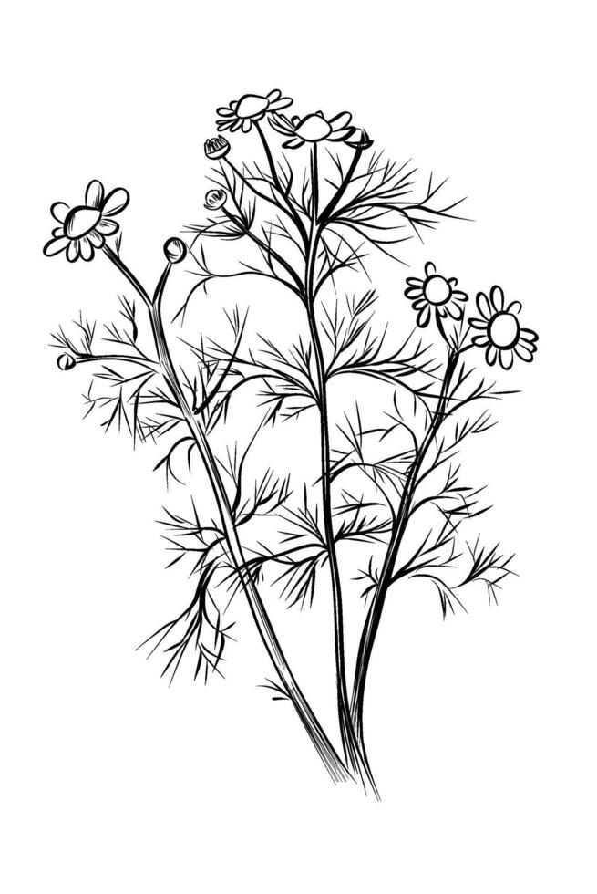 Hand-drawn drawing of a Matricaria chamomilla flower vector