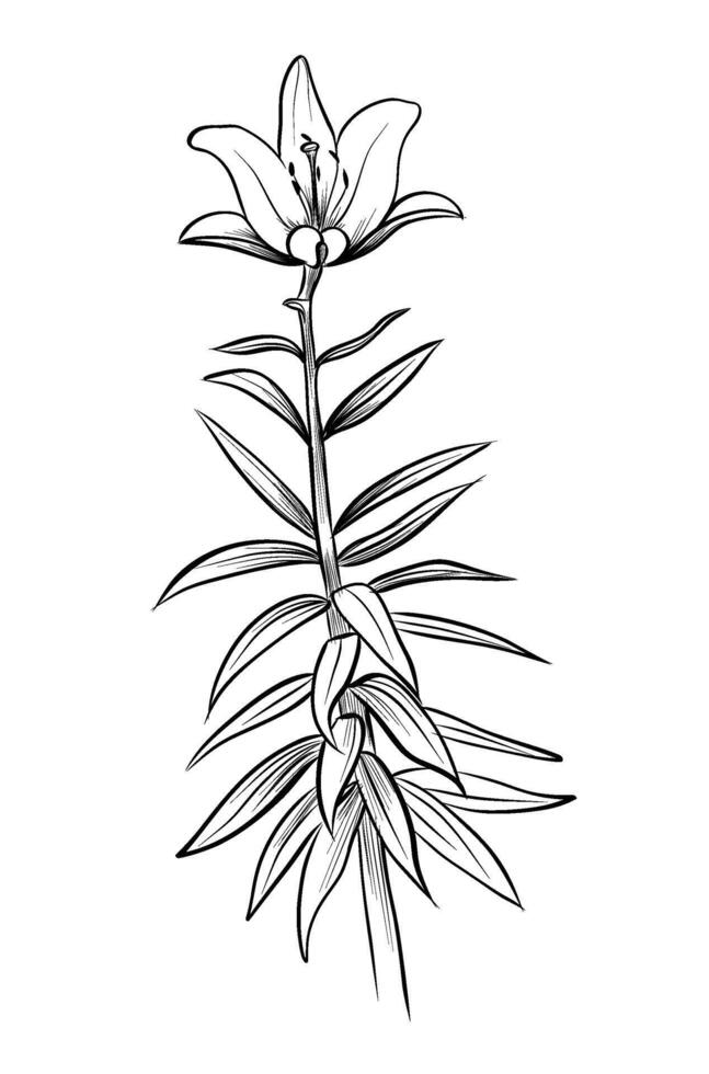 hand-drawn drawing of a blooming lily flower illustration vector