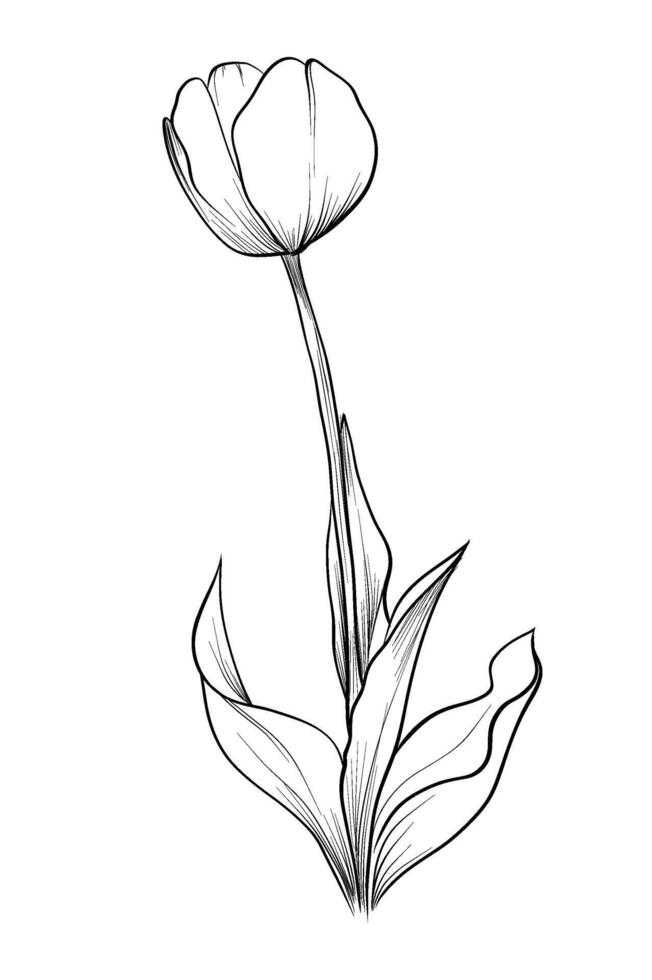Black and white hand-drawn drawing of a blooming tulip flower vector