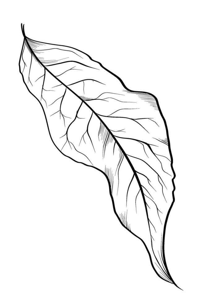 black and white hand-drawn drawing of an ash leaf vector