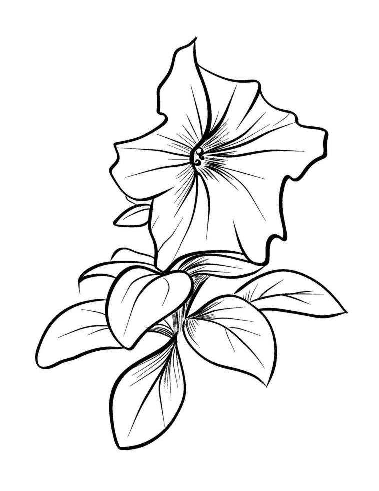 black and white hand-drawn drawing of a blooming pitunia flower vector