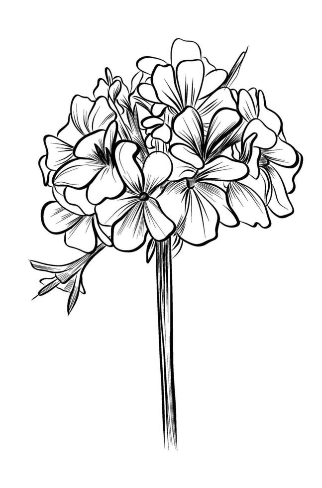 Black and white hand-drawn drawing of a blooming hydrangea flower vector