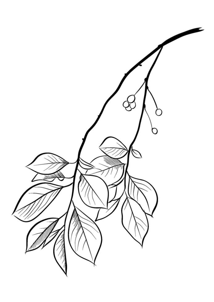 black and white drawing of branches with cherry leaves vector