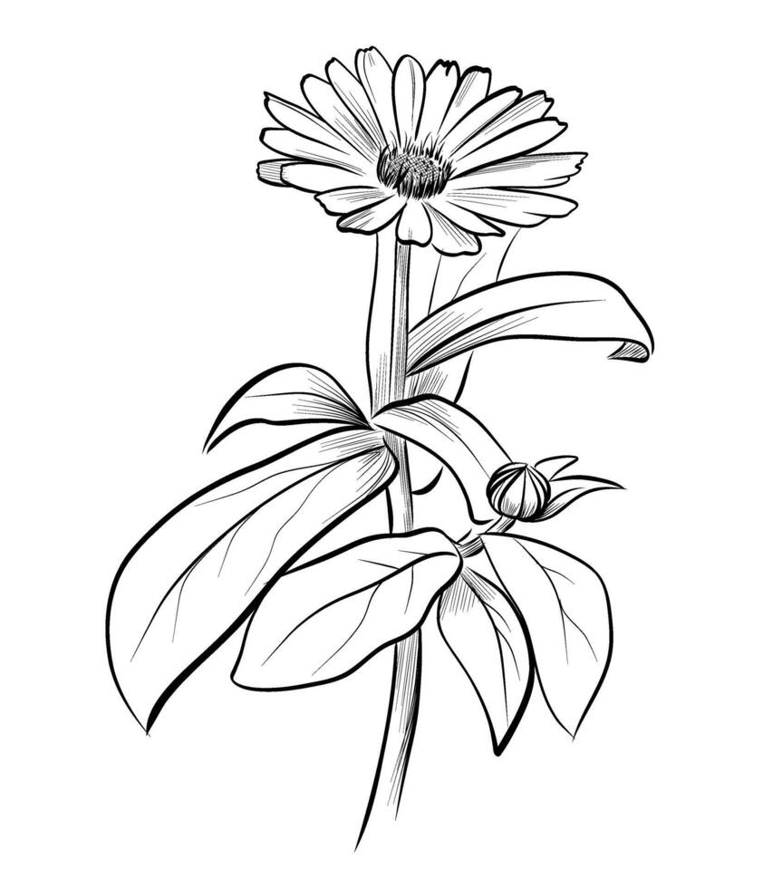 black and white drawing of a blooming calendula flower vector