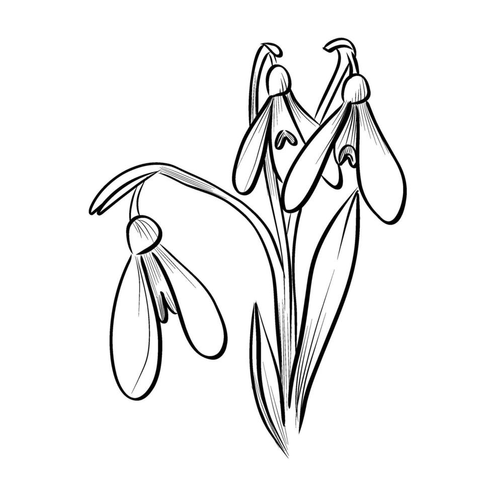 Black and white hand-drawn drawing of a group of snowdrop flowers vector