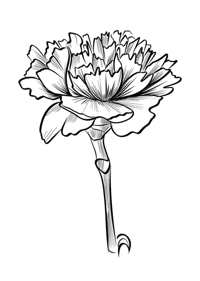 Black and white hand drawing of a blooming carnation flower vector