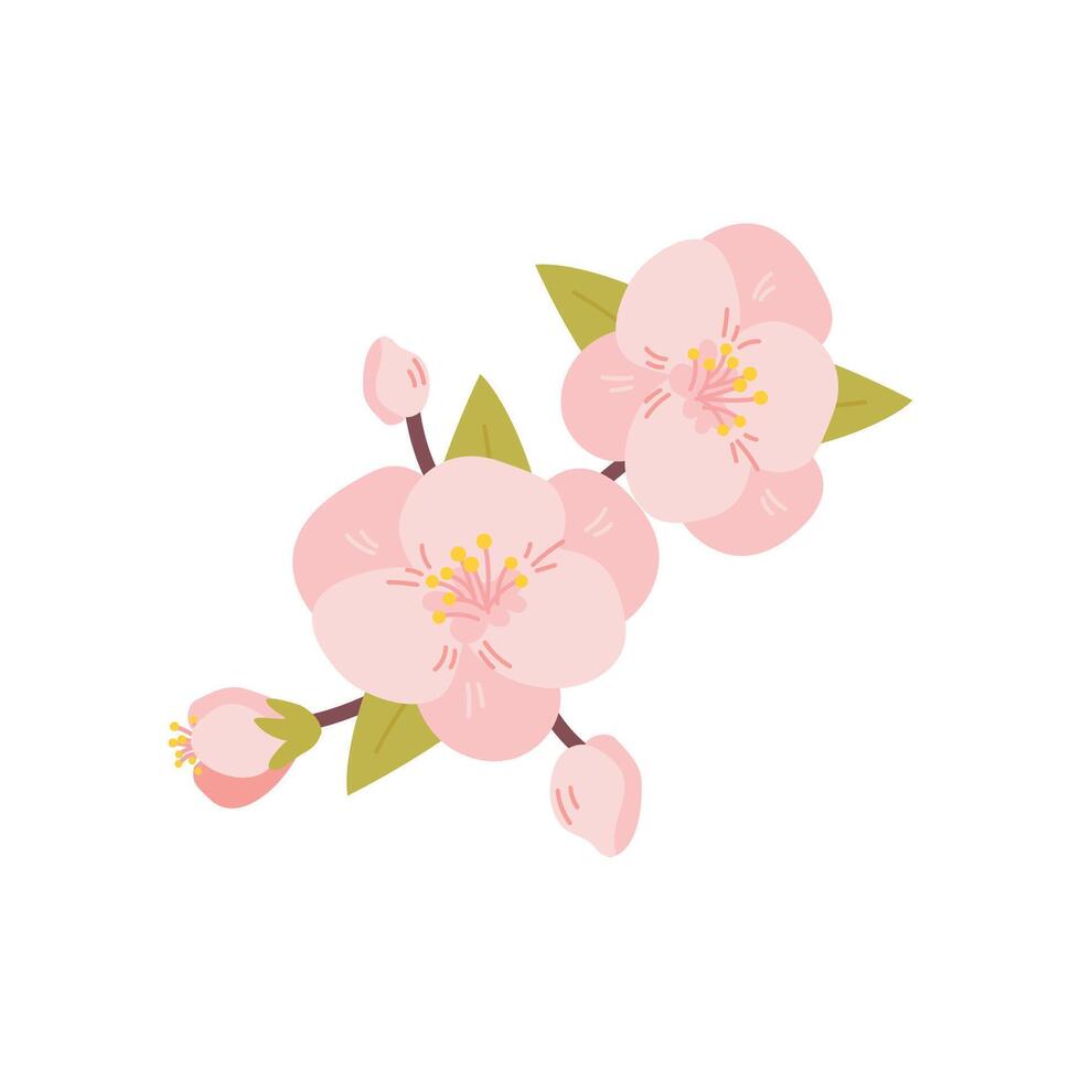 Cherry blossom flowers isolated on white background. Sakura. illustration. vector