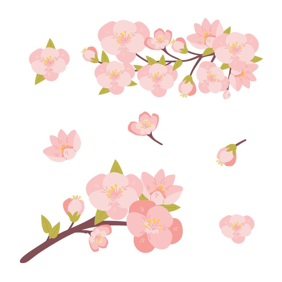 Cherry blossoms set. Sakura set, trees, branches and Japanese cherry blossoms. Illustrations for Hanami holiday. vector
