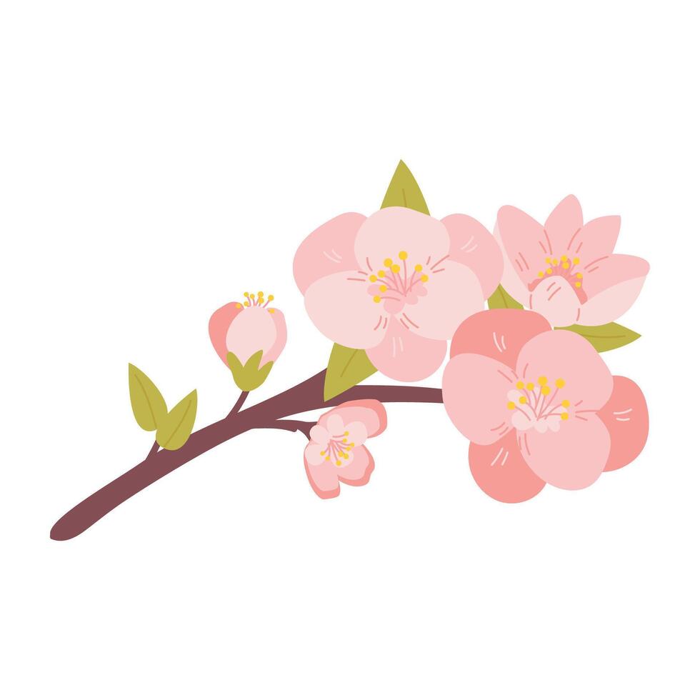 Cherry blossom flowers isolated on white background. Sakura. vector