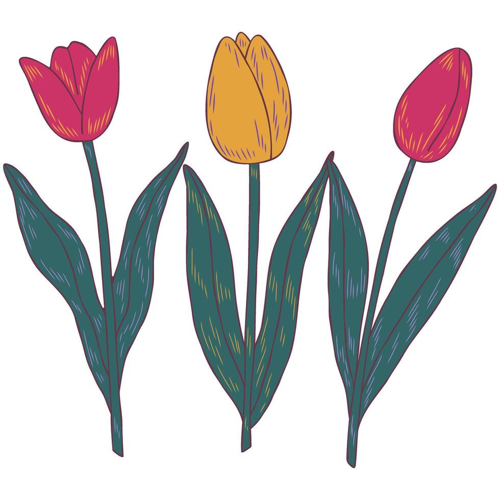 Spring flowers tulip. Good for posters, postcards, banners, ad, logo, labels and tags vector