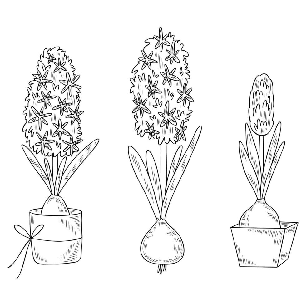 Spring flowers. Hyacinth in pot. Good for posters, postcards, banners, ad, logo, labels and tags vector