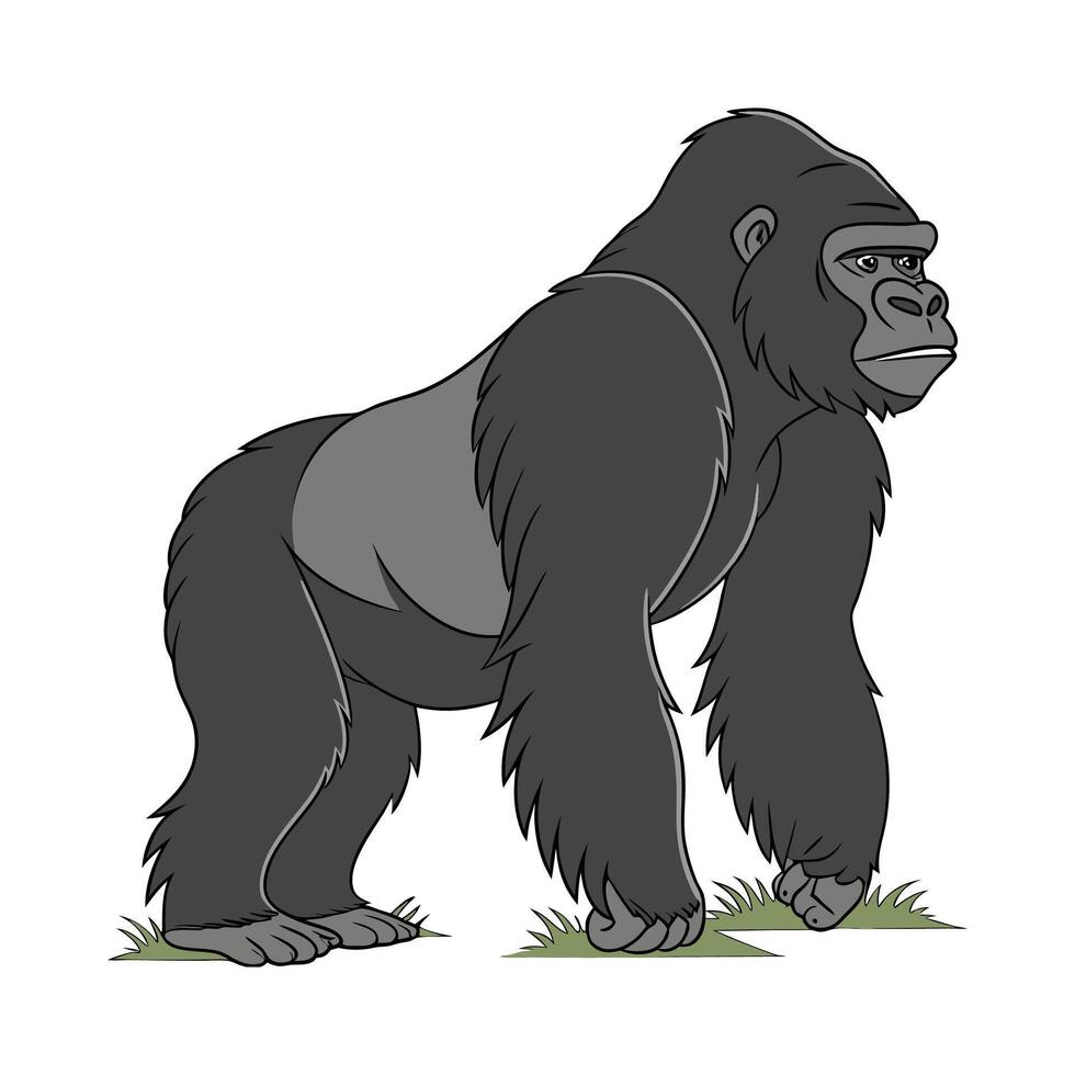 Western Gorilla on White Background vector