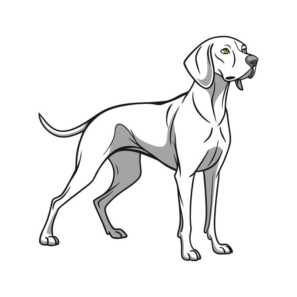Weimaraner Dog on White vector