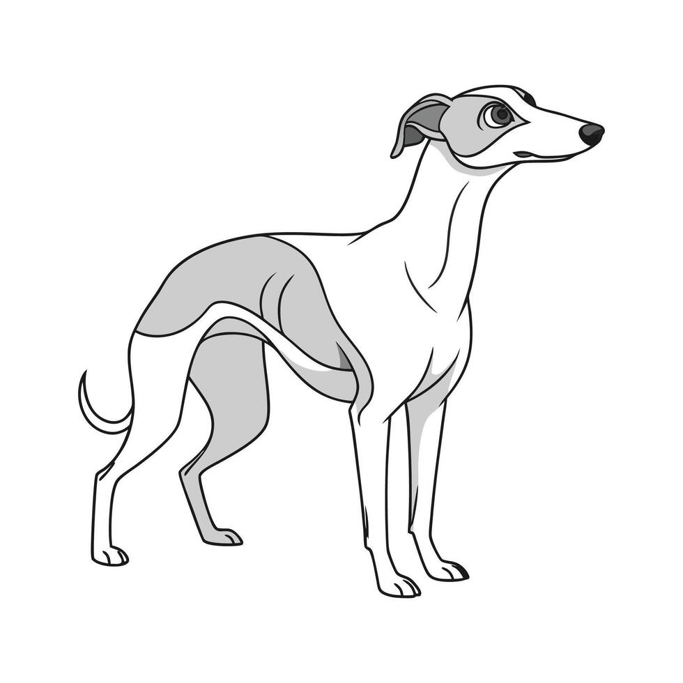Whippet Dog on White Background vector
