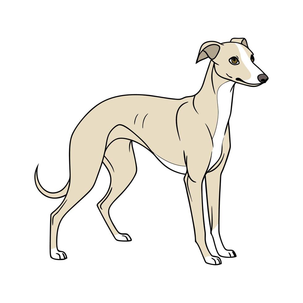Whippet in Playful Pose vector