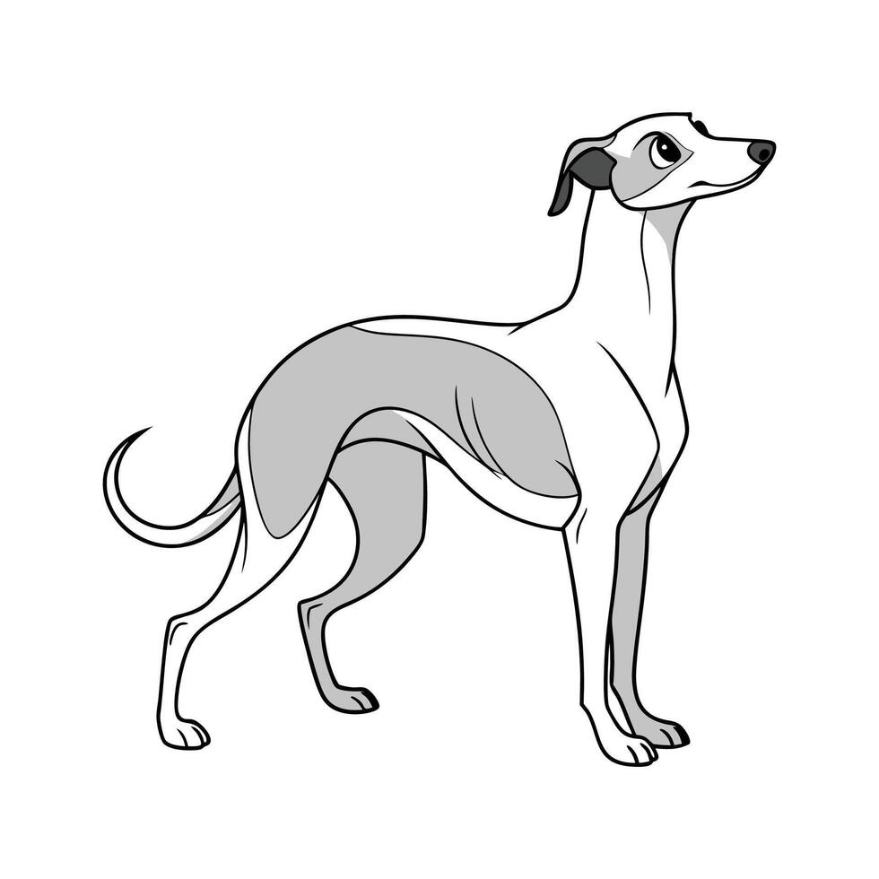 Detailed Whippet Illustration vector