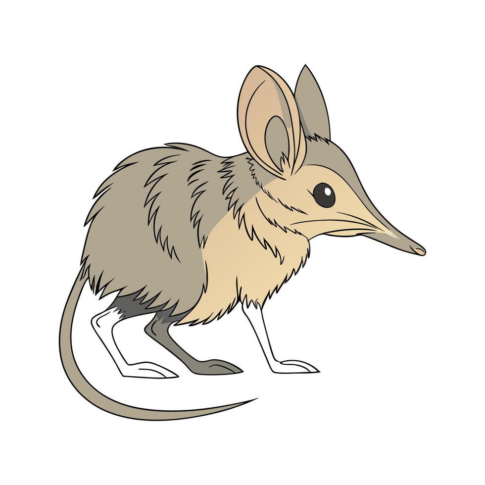 Unique African Elephant Shrew on White vector