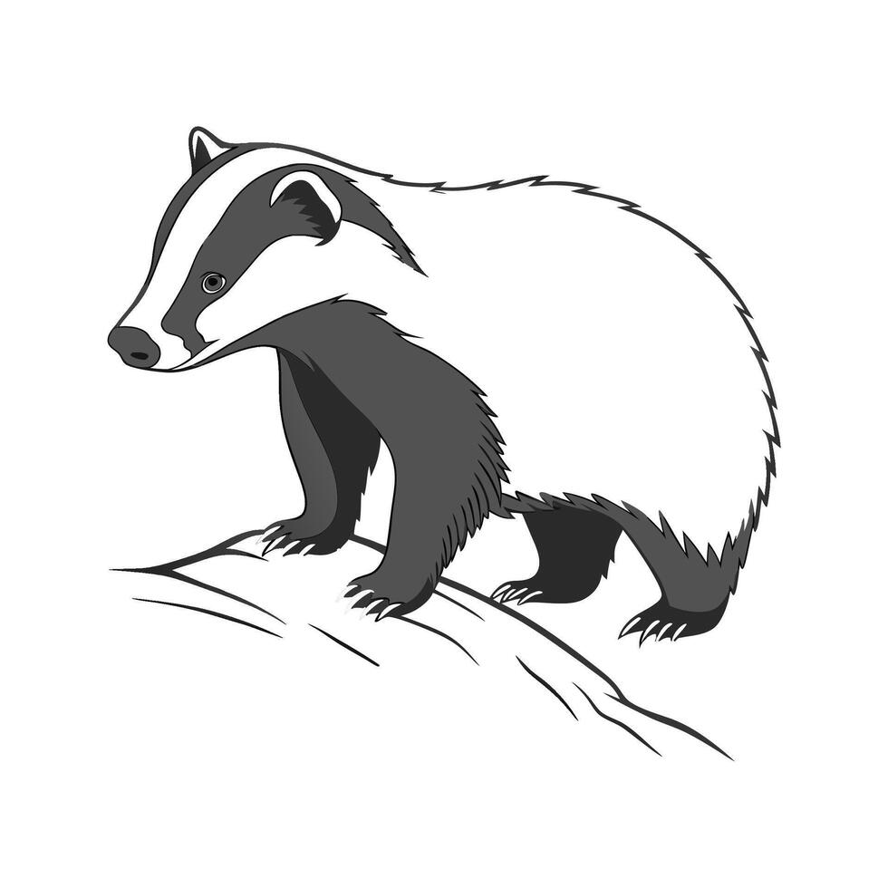American Badger on White Background vector