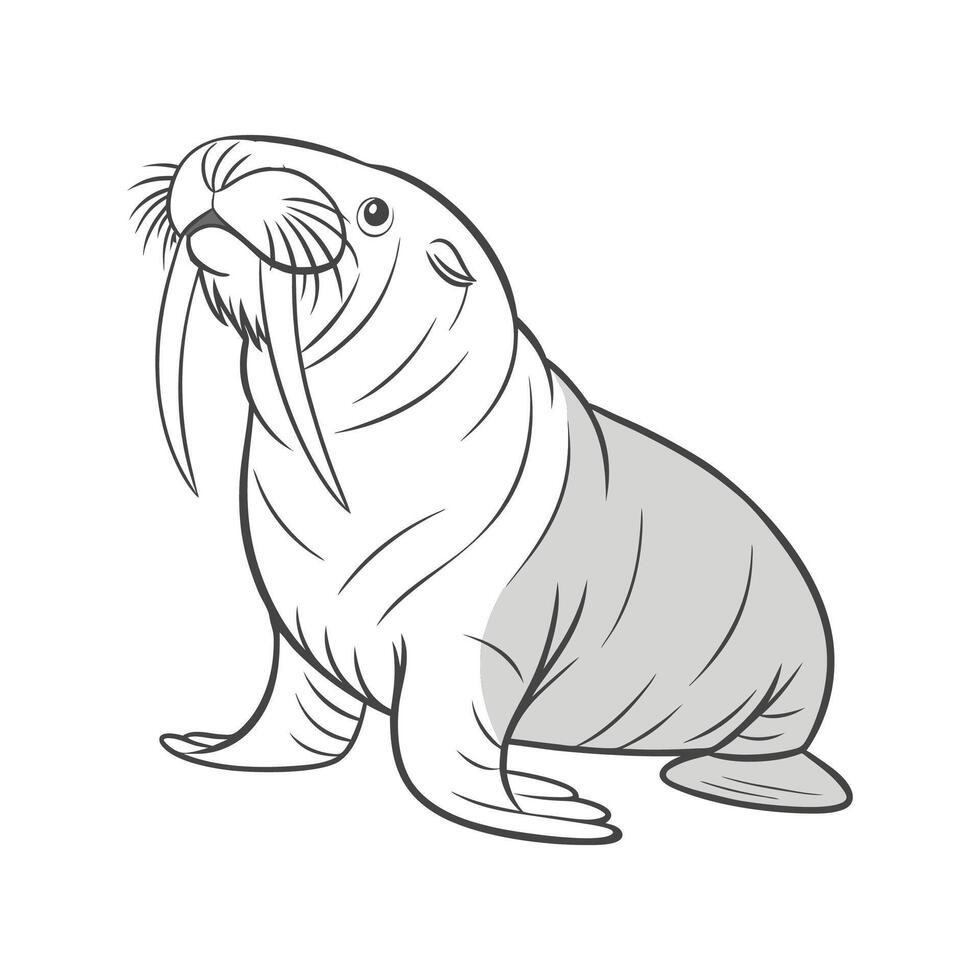 Atlantic Walrus on White Background vector