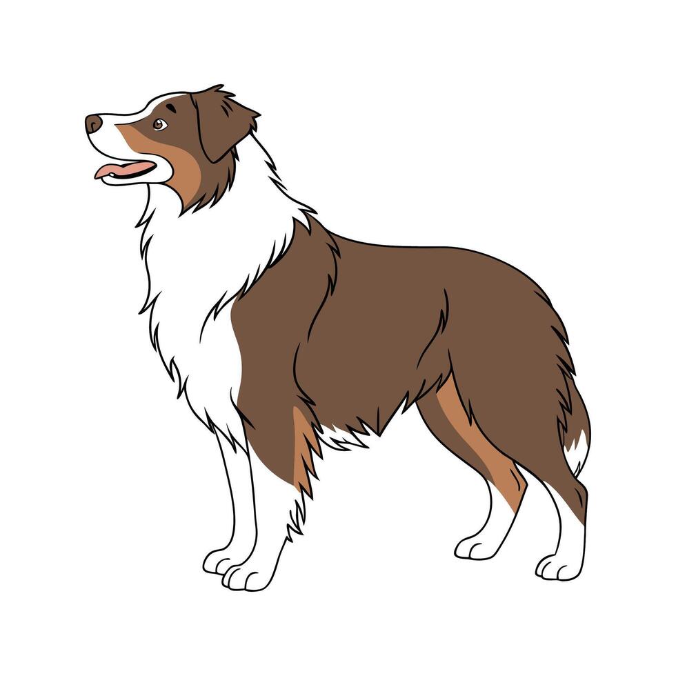 Stylish Australian Shepherd Illustration vector