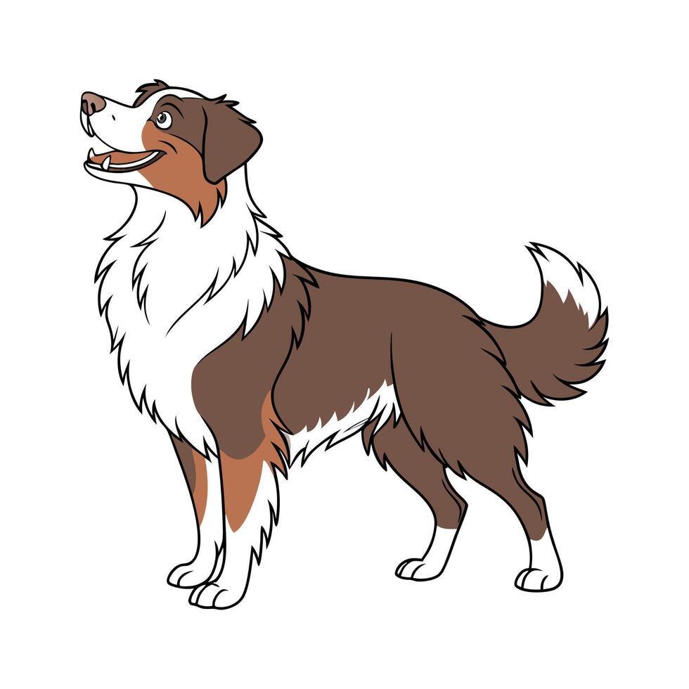 Australian Shepherd on White Background vector