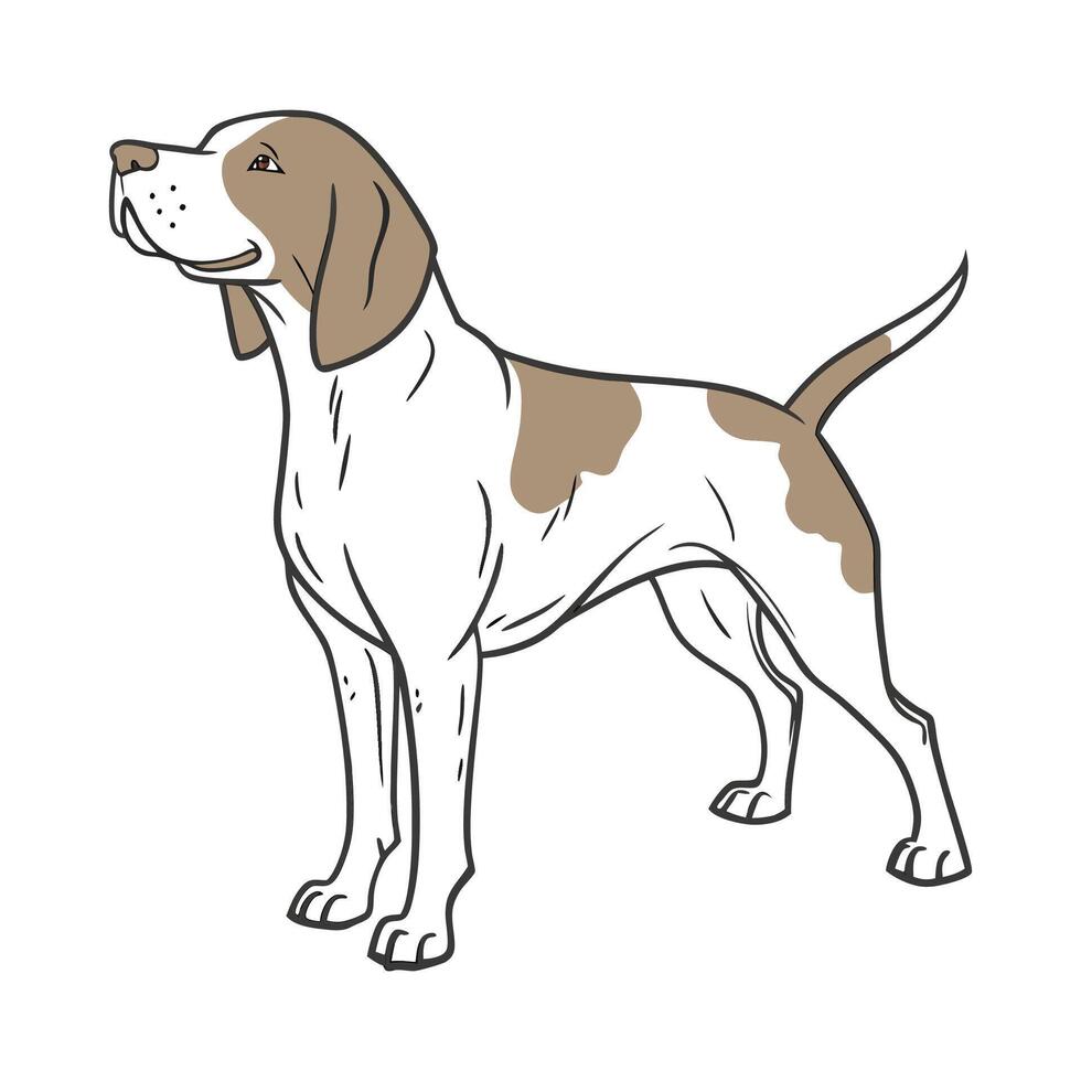 Charming Bracco Italiano Design vector