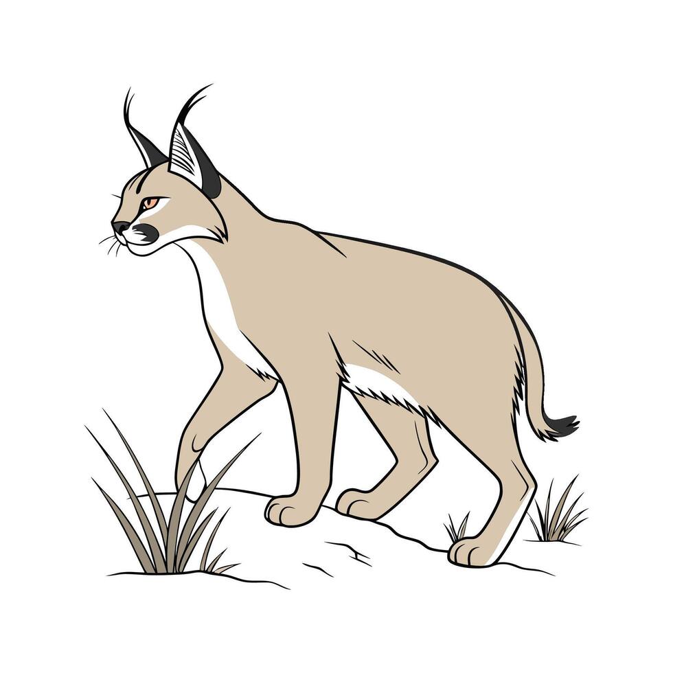 Caracal on White Background vector