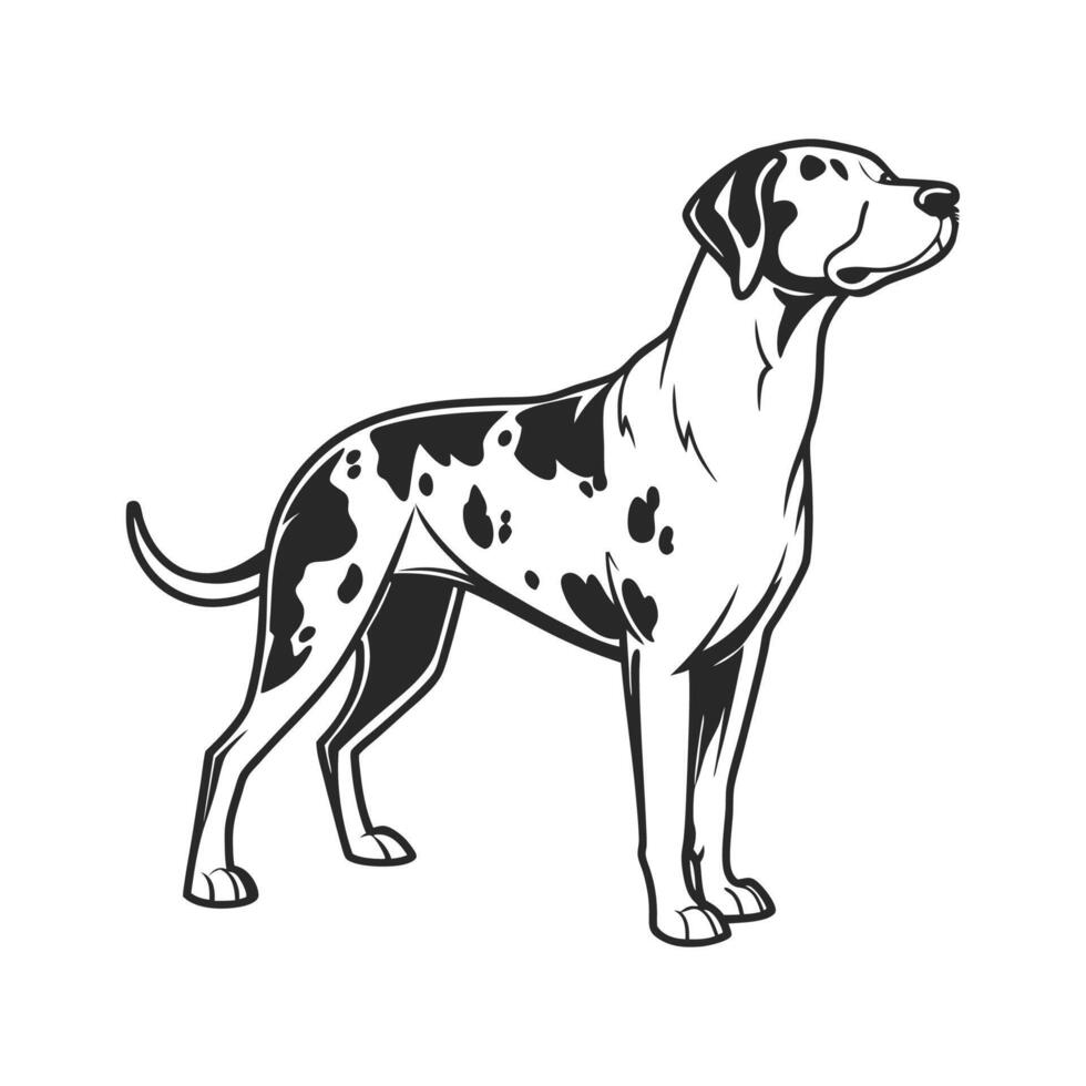 Stylish Catahoula Leopard Dog Illustration vector