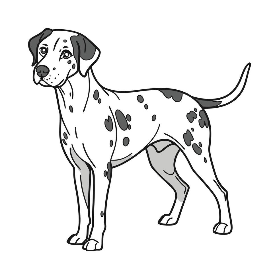 Catahoula Leopard Dog on White Background vector