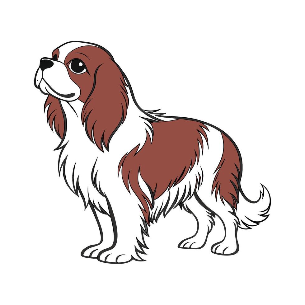 Stylish Cavalier King Charles Spaniel on White vector