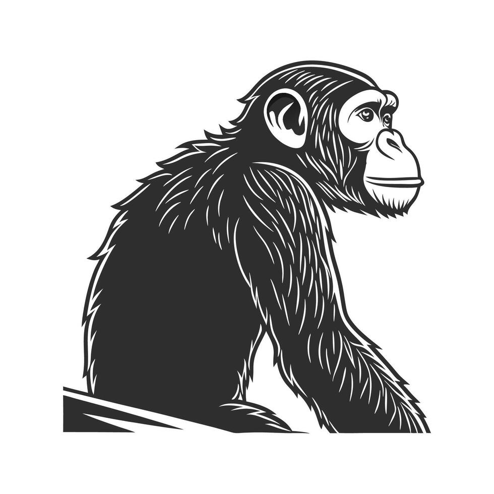 Chimpanzee on White Background vector