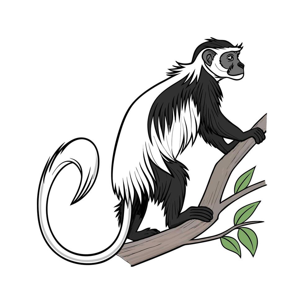 Colobus Monkey on White Background vector